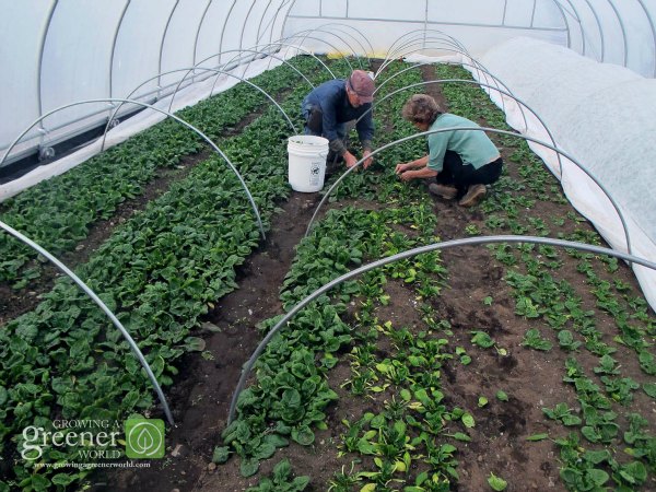 Year-round growing with Eliot Coleman-Barbara Damarosch-GrowingAGreenerWorld