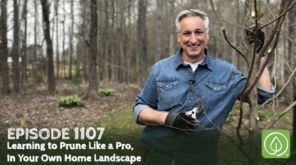 Episode 1107: Learning to Prune Like a Pro In Your Own Home Landscape ...